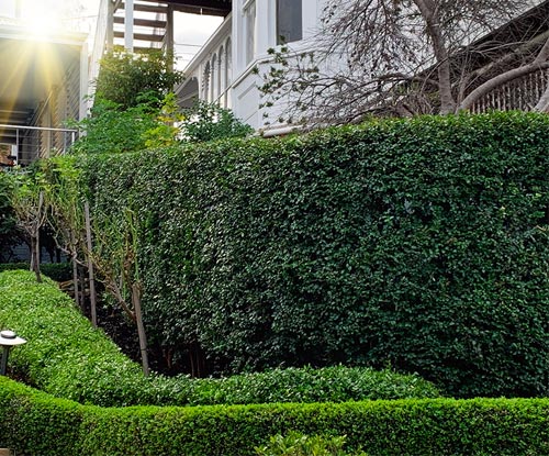 Hobart Garden Maintenance Services