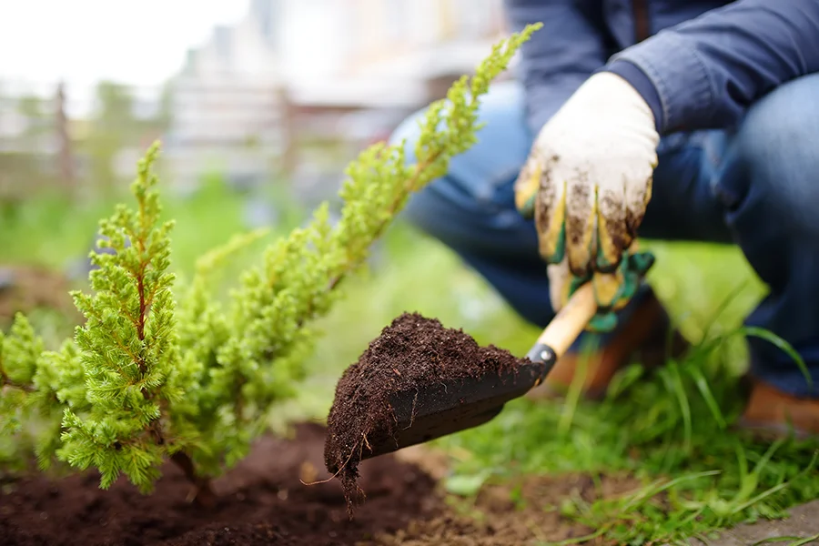 Gardening Services Rose Bay