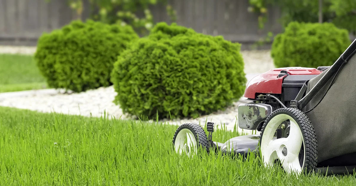 Gardening Services Rose Bay