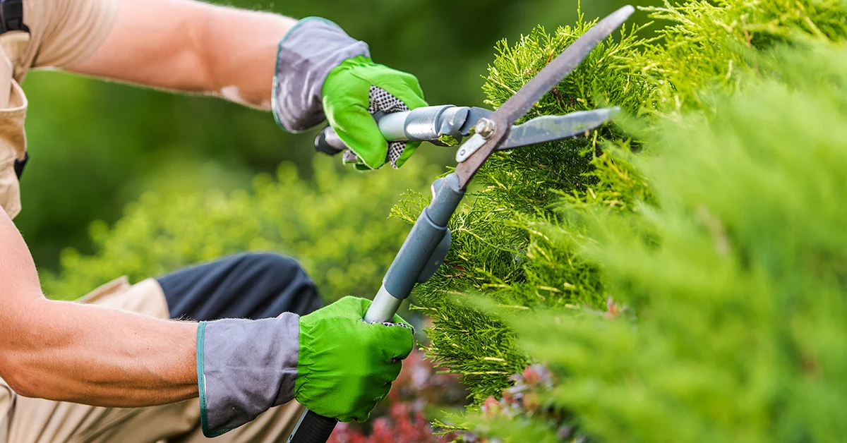 Gardening Services Geilston Bay